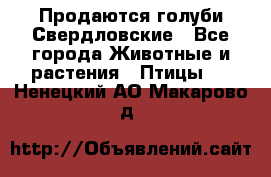 Продаются голуби Свердловские - Все города Животные и растения » Птицы   . Ненецкий АО,Макарово д.